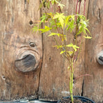 Acer Palmatum Sango kaku vaso cm. 12 da talea adatto per bonsai