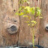 Acer Palmatum Sango kaku vaso cm. 12 da talea adatto per bonsai
