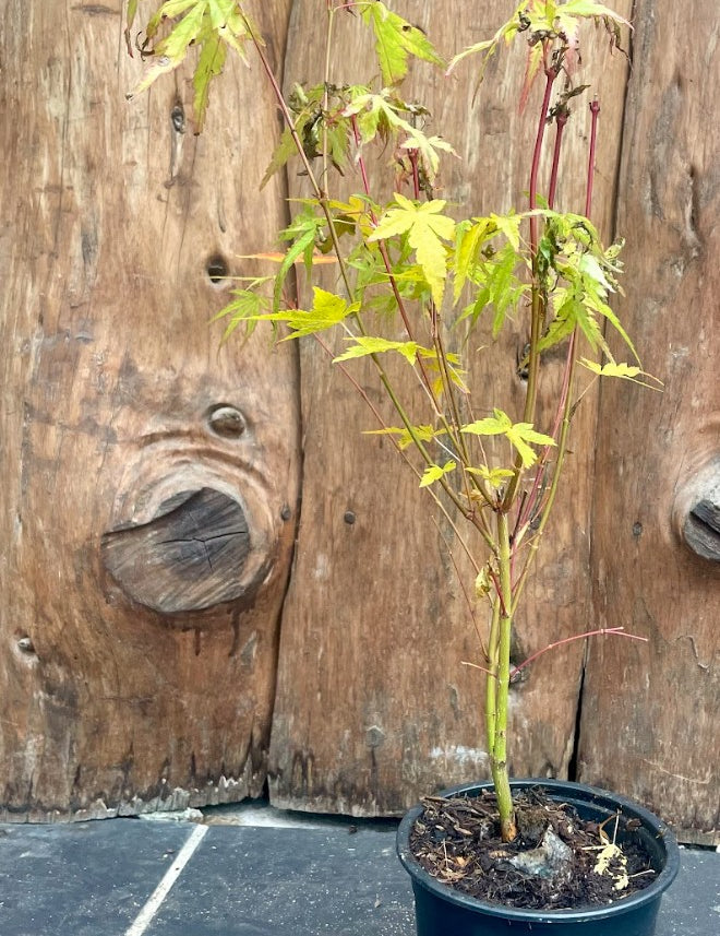 Acer Palmatum Sango kaku vaso cm. 12 da talea adatto per bonsai