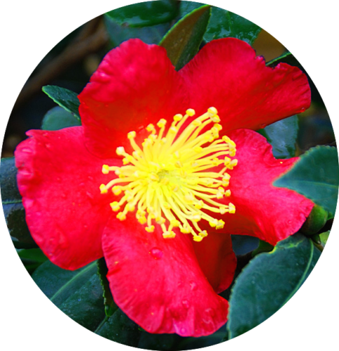 Camelia sasanqua yuletide h. cm. 120 (compreso vaso)