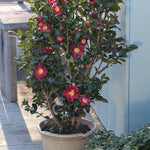 Camelia sasanqua yuletide h. cm. 120 (compreso vaso)