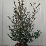 Camelia sasanqua yuletide h. cm. 120 (compreso vaso)