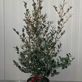 Camelia sasanqua yuletide h. cm. 120 (compreso vaso)