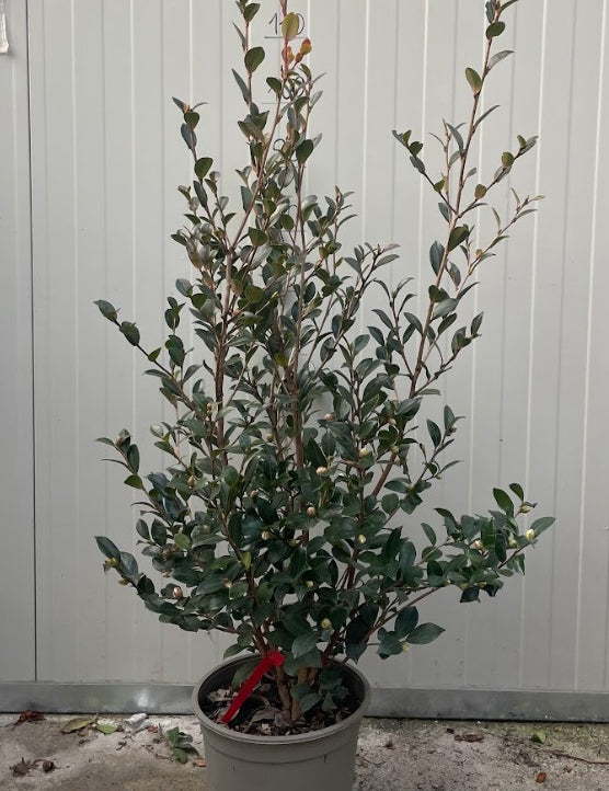 Camelia sasanqua yuletide h. cm. 120 (compreso vaso)