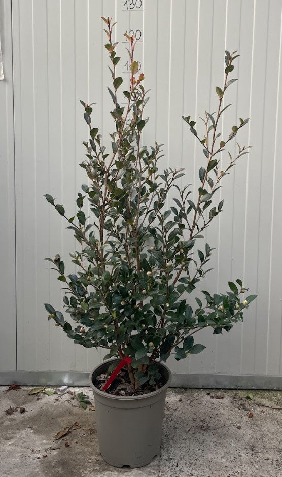 Camelia sasanqua yuletide h. cm. 120 (compreso vaso)