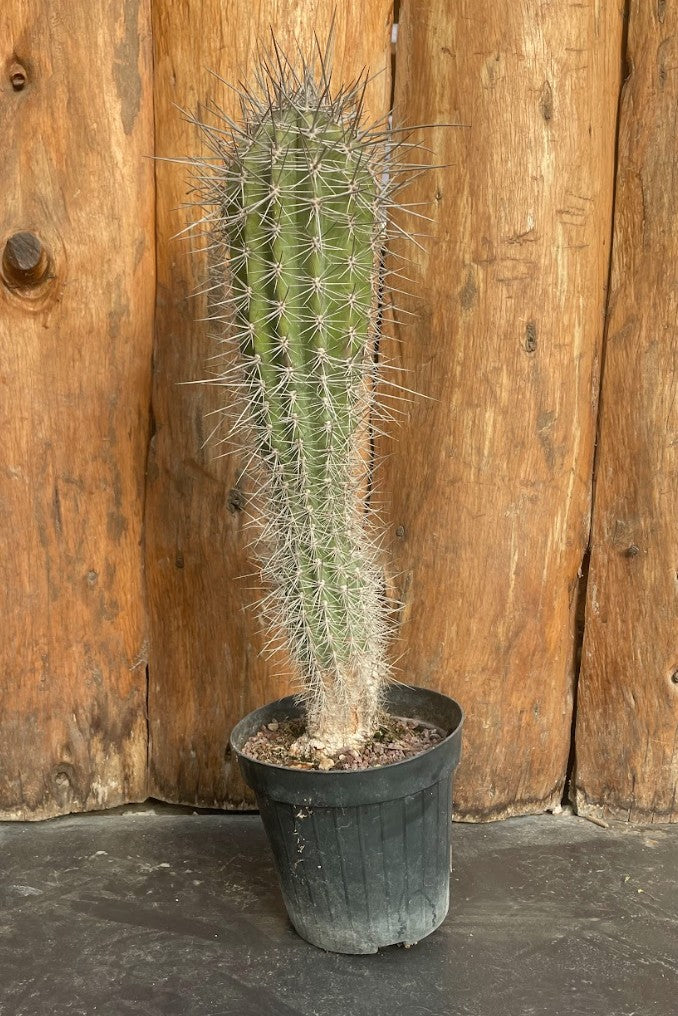Pachycereus pringlei cm. 40
