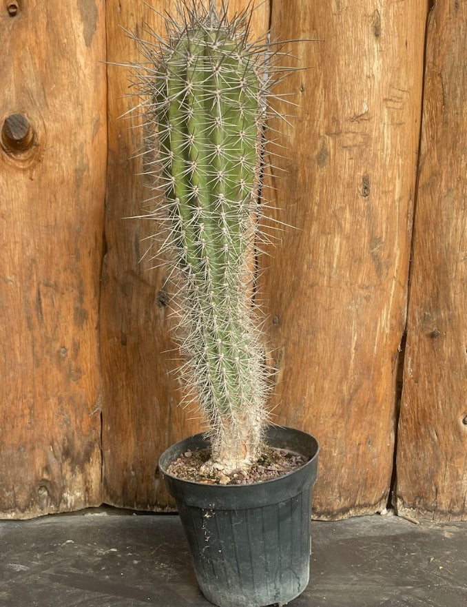 Pachycereus pringlei cm. 40