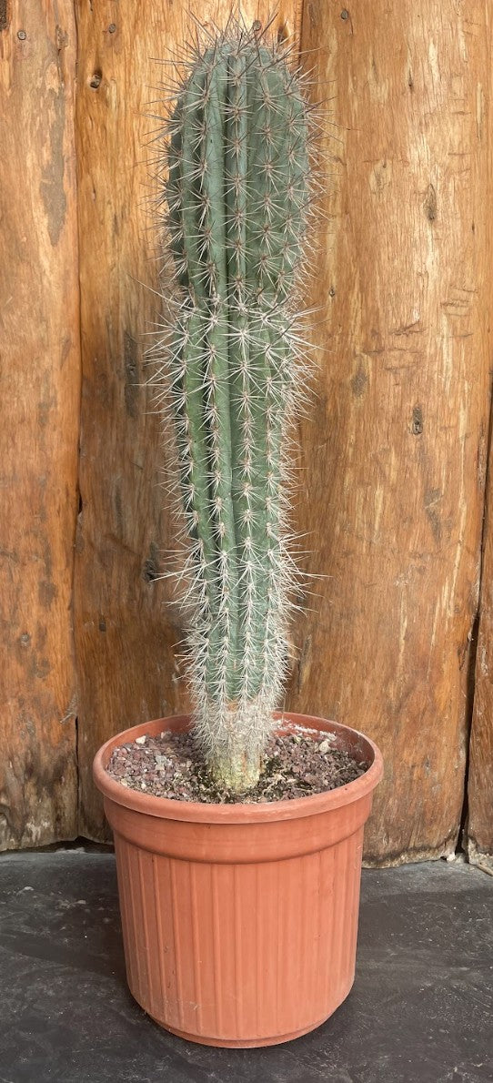 Pachycereus pringlei cm. 45