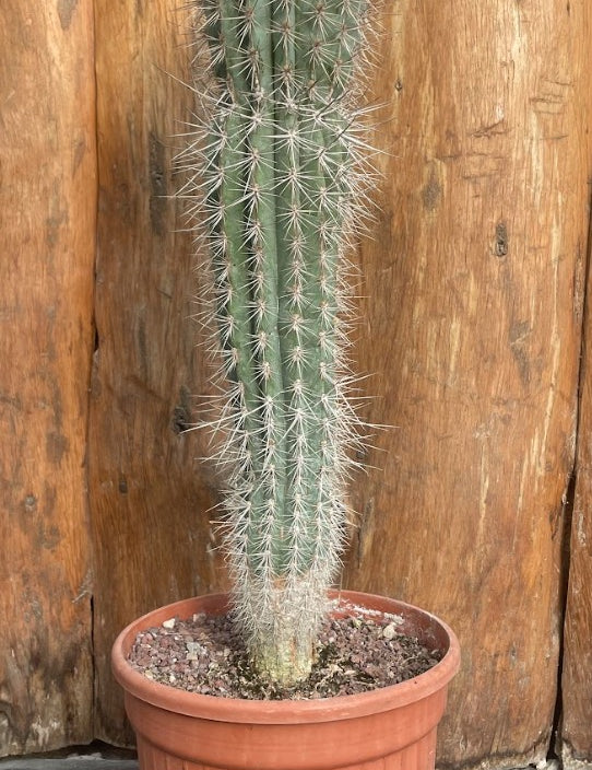 Pachycereus pringlei cm. 45