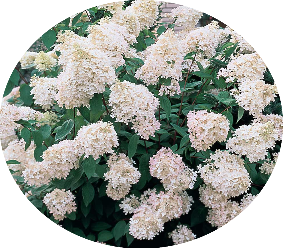 HYDRANGEA PANICULATA vaso 18