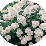 HYDRANGEA PANICULATA vaso 18