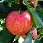 Malus Ballerina® Charlotte- Columnar vaso 9x9x13