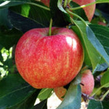Malus Ballerina® Charlotte- Columnar vaso 9x9x13