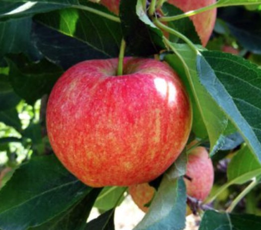 Malus Ballerina® Charlotte- Columnar vaso 9x9x13