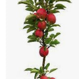Malus Ballerina® Charlotte- Columnar vaso 9x9x13