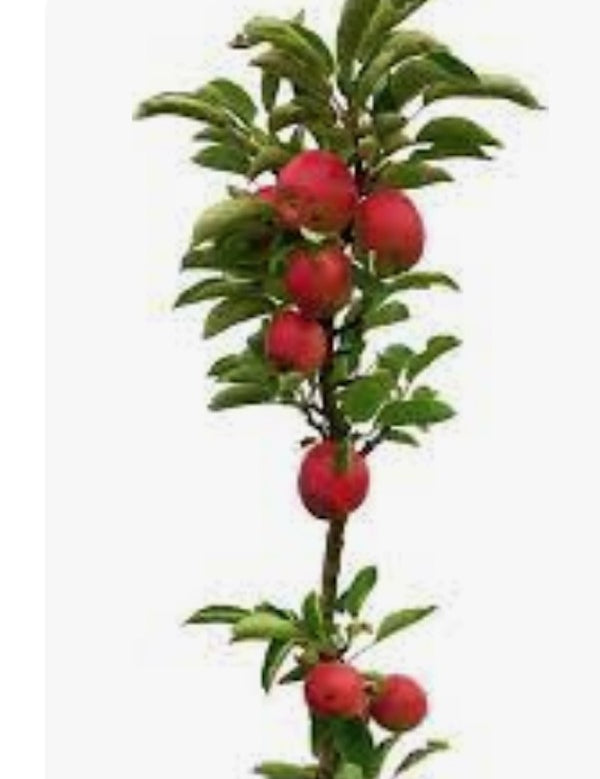 Malus Ballerina® Charlotte- Columnar vaso 9x9x13