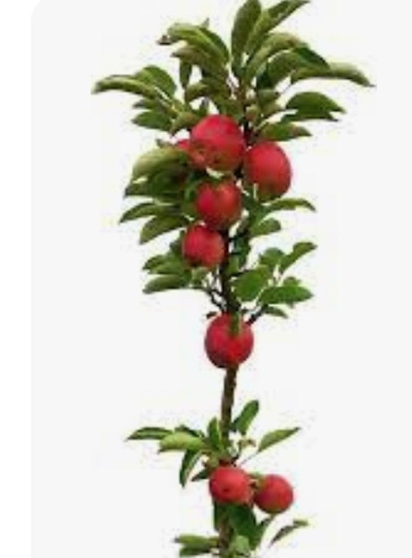 Malus Ballerina® Charlotte- Columnar vaso 9x9x13