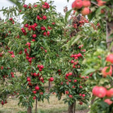 Malus Ballerina ® Waltz vaso 9x9x13