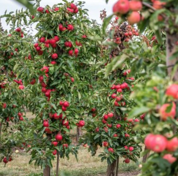 Malus Ballerina ® Waltz vaso 9x9x13