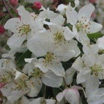 Malus Red Jewel