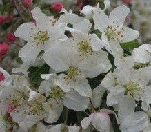 Malus Red Jewel