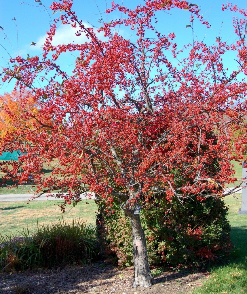 Malus Red Jewel vaso 9 adatto per bonsai