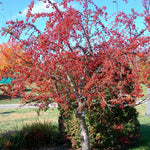 Malus Red Jewel vaso 9 adatto per bonsai