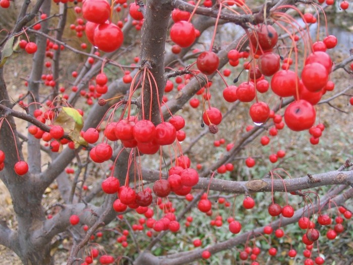 Malus Red Jewel vaso 9 adatto per bonsai