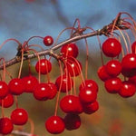 Malus Red Jewel