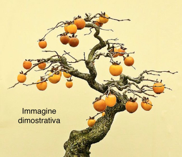 kako nano adatto per bonsai vaso 14