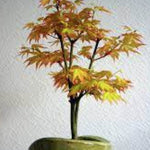 Acer palmatum Orange Dream vaso 12 cm. da talea adatto per bonsai