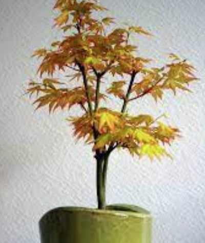 Acer palmatum Orange Dream vaso 12 cm. da talea adatto per bonsai