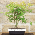 Acer Palmatum Katsura vaso 12 da talea adatto per Bonsai