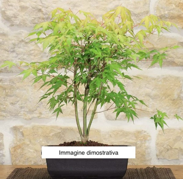Acer Palmatum Katsura vaso 12 da talea adatto per Bonsai