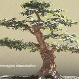 Acer griseum in vaso 9 cm 20 circa