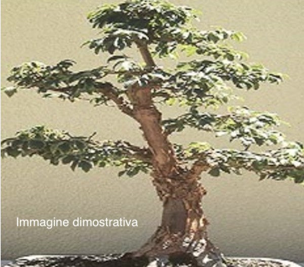 Acer griseum in vaso 9 cm 20 circa