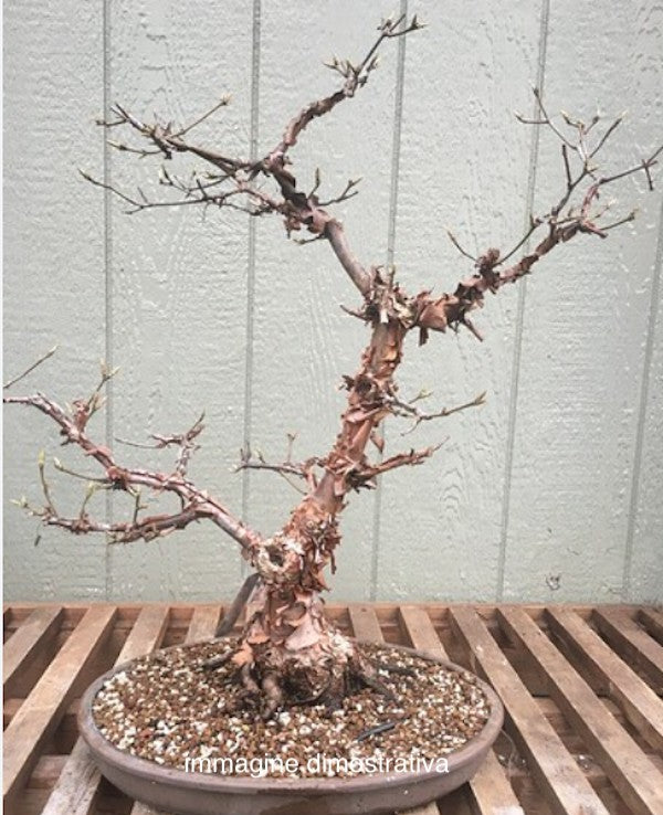 Acer griseum in vaso 9 cm 20 circa