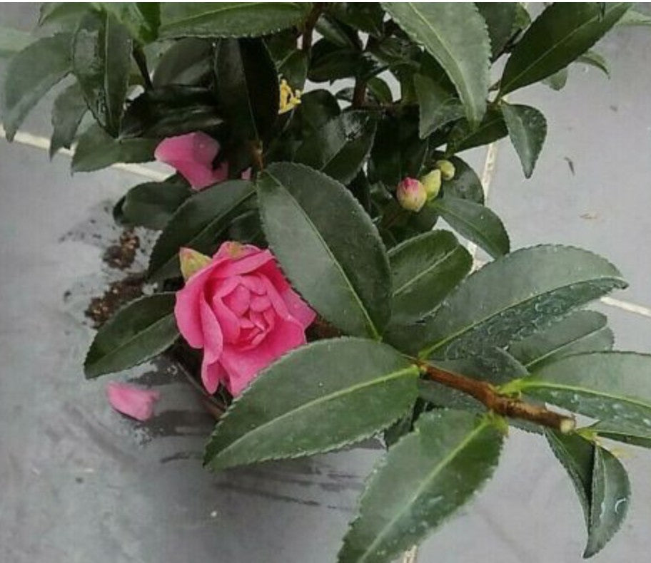 Camellia Sasanqua Jennifer susan