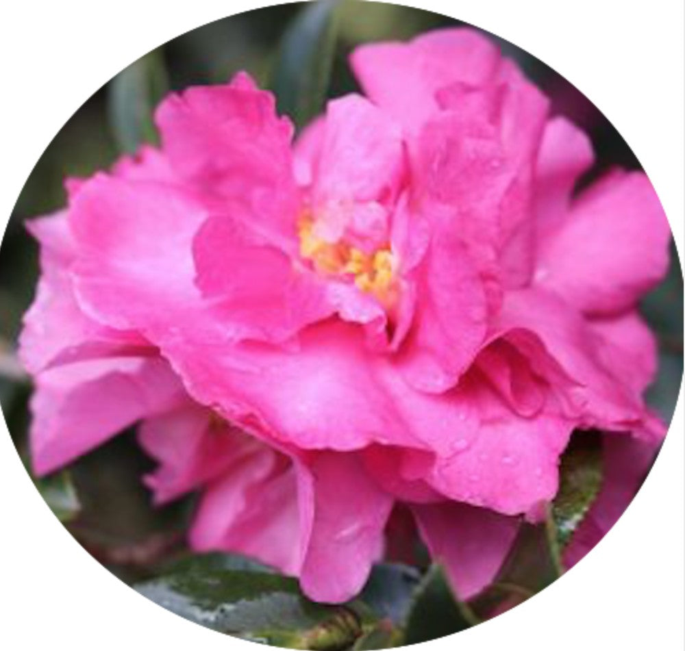 Camellia Sasanqua Jennifer susan