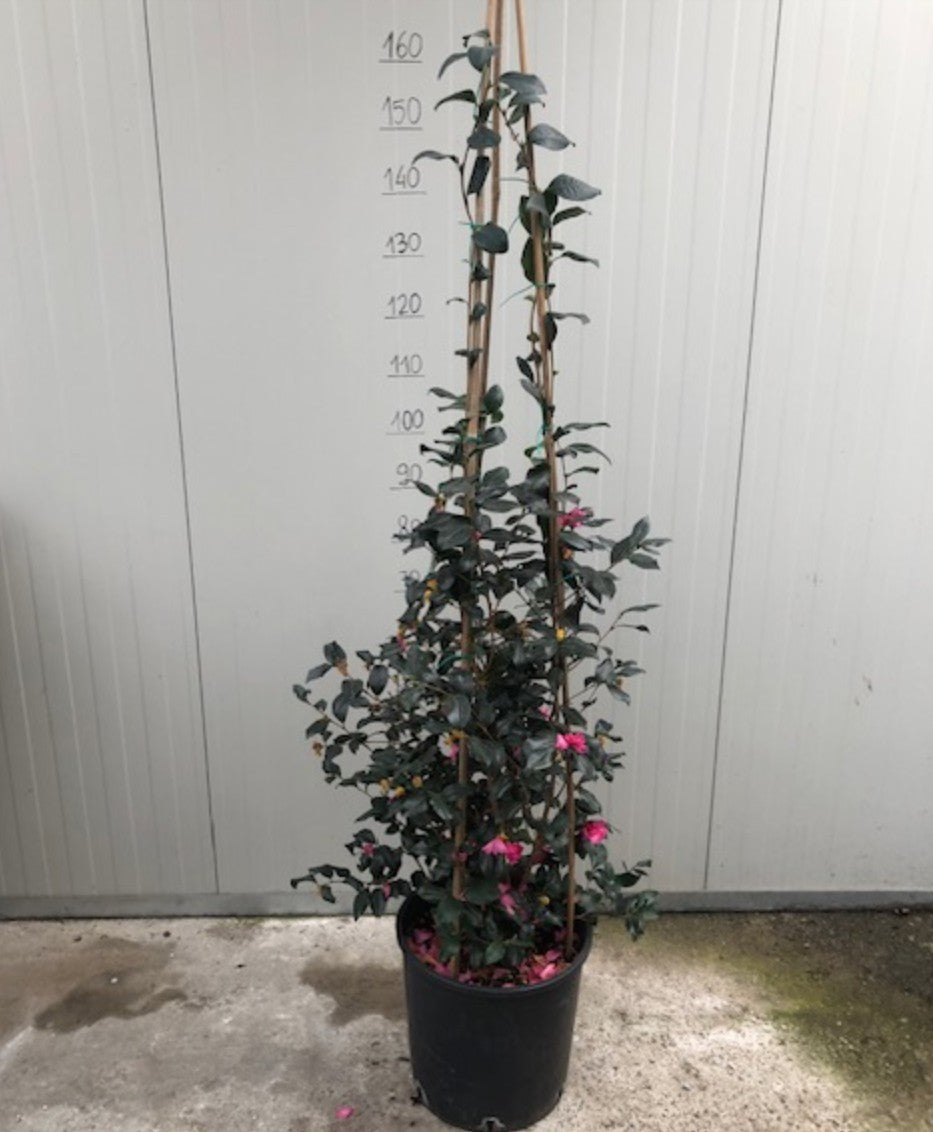 Camelia Sasanqua Jennifer susan vaso 28/30 come da foto