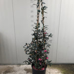 Camelia Sasanqua Jennifer susan vaso 28/30 come da foto