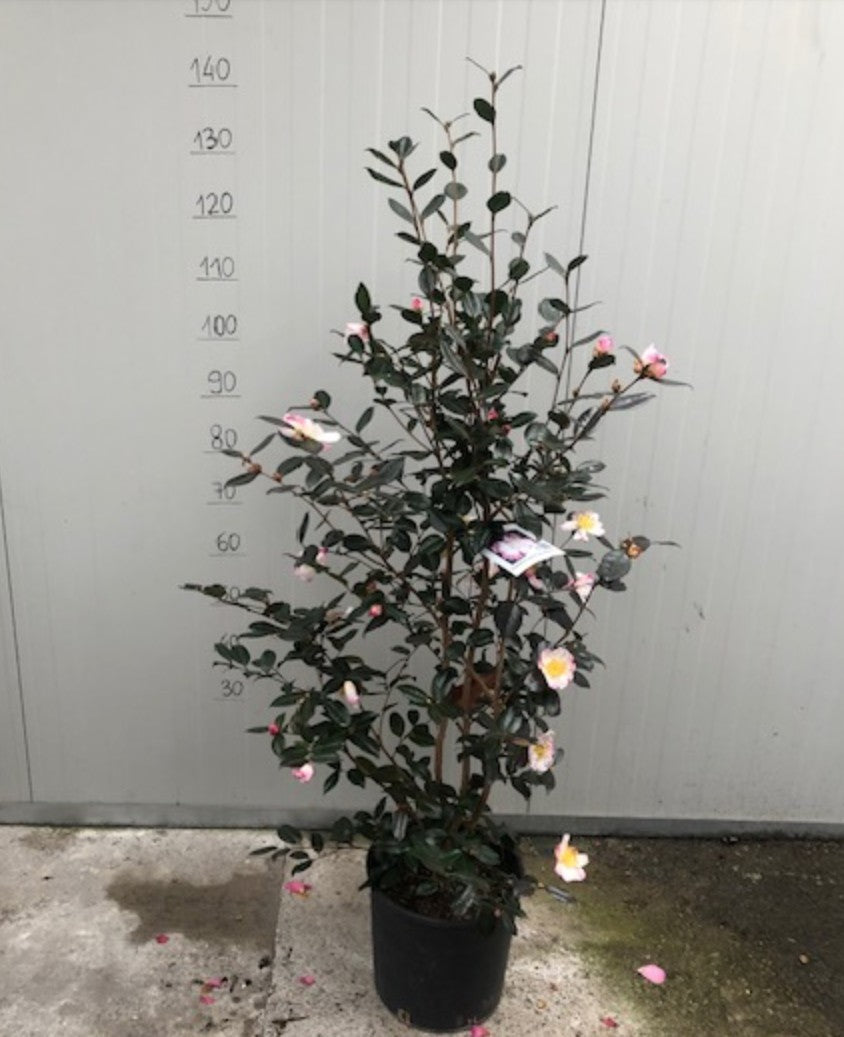 Camelia sasanqua Weroona vaso 28/30 come da foto