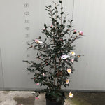 Camelia sasanqua Weroona vaso 28/30 come da foto