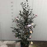 Camelia sasanqua Weroona vaso 28/30 come da foto