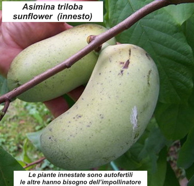 Asimina triloba Sunflower