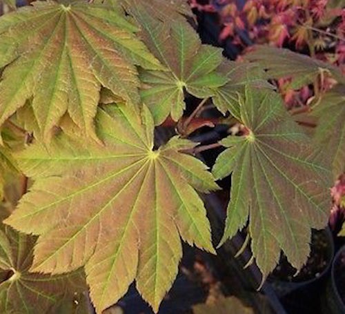 Acer Japonicum Vitifolium vaso. cm 15/16