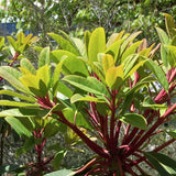Daphniphyllum himalayense macropodum v. 9