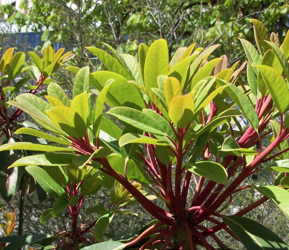 Daphniphyllum himalayense macropodum v. 9