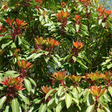 Daphniphyllum himalayense macropodum v. 9