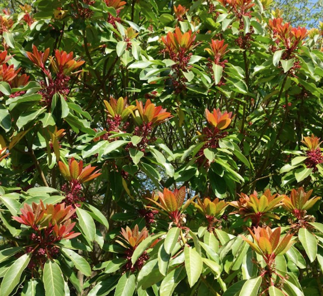 Daphniphyllum himalayense macropodum v. 9